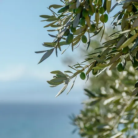 Theonis Μουτσούνα